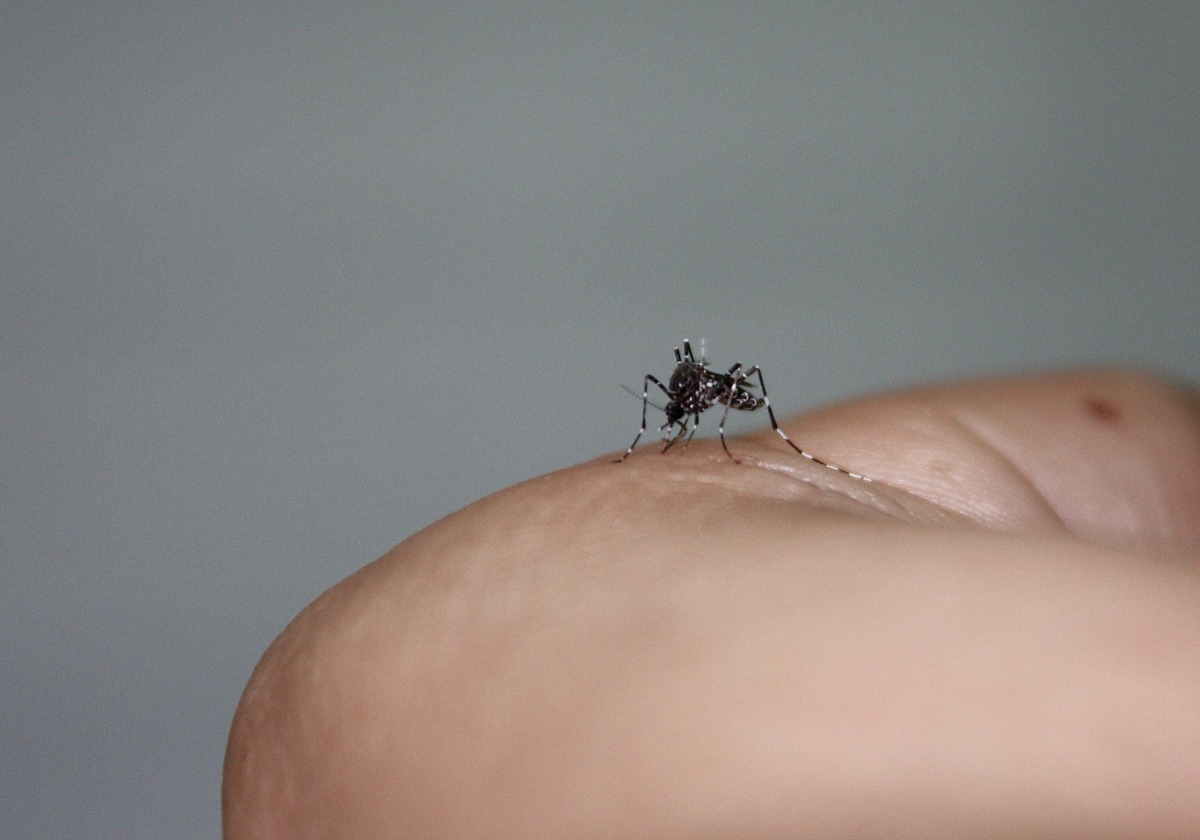 Detectan en Sevilla y Huelva un mosquito que podría transmitir enfermedades.