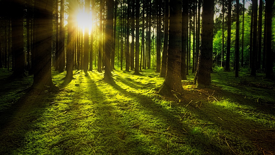 Árboles y bosques en España