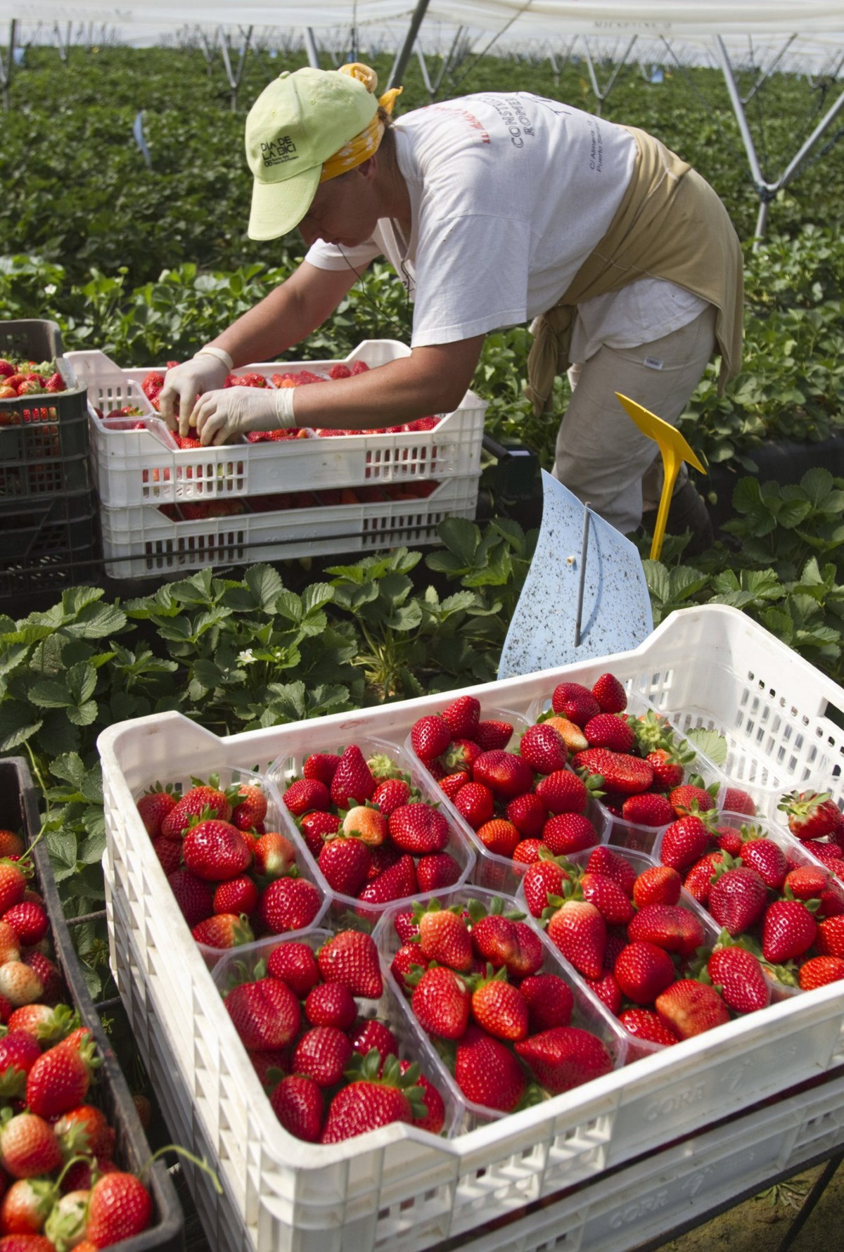 Una mujer recolectando fresas en una explotación agrícola de Huelva.