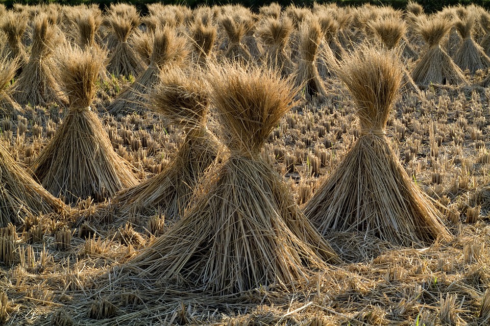 En Fukushima se vuelve a cultivar arroz