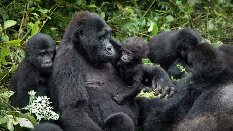Gorilas de montaña en Uganda. Foto: TASHOBYA