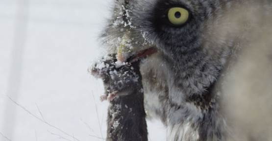 National Geographic Wild nos sumerge en la vida silvestre de Estados Unidos 