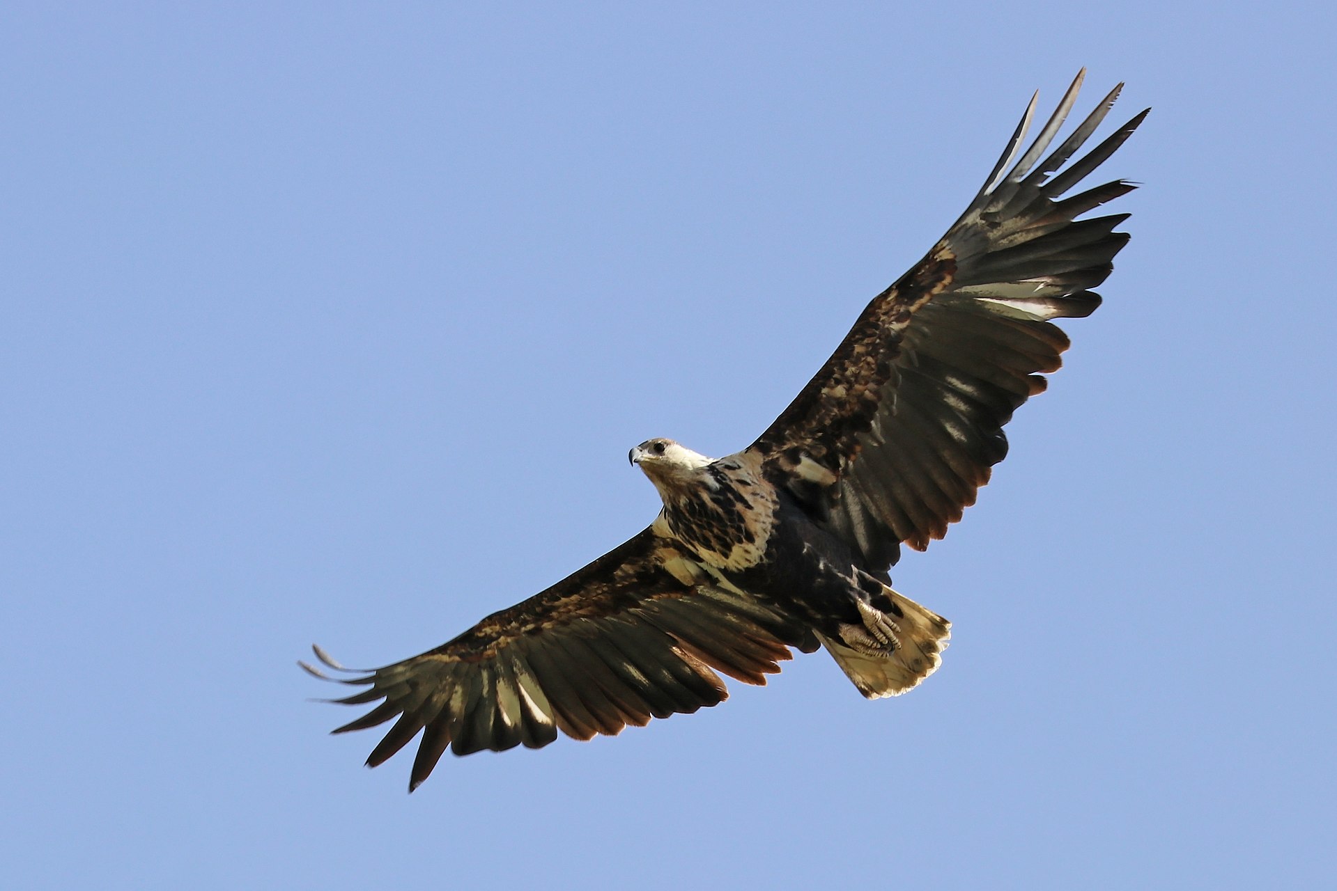 Águila pescadora africana. Foto: Charles J Sharp 