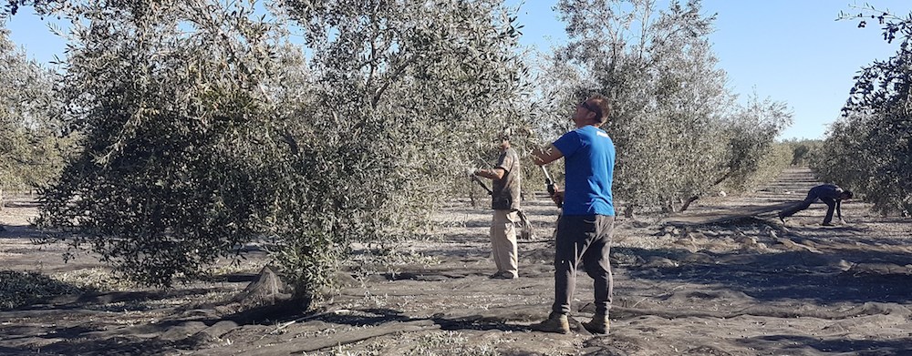 Trabajadores del campo vareando aceituna.