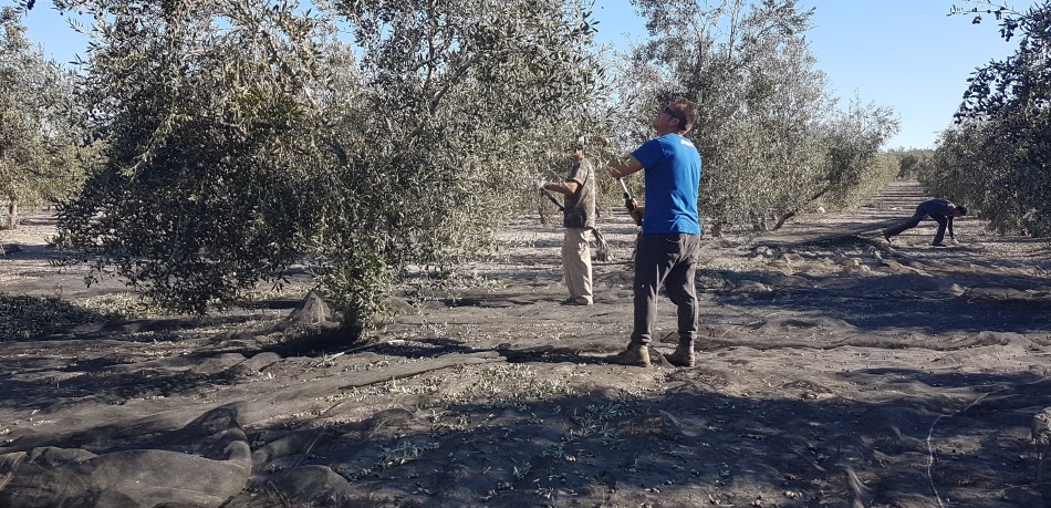 El precio del aceite de oliva ha caído un 44% hasta los 2 euros por kilo, por debajo de los costes de producción