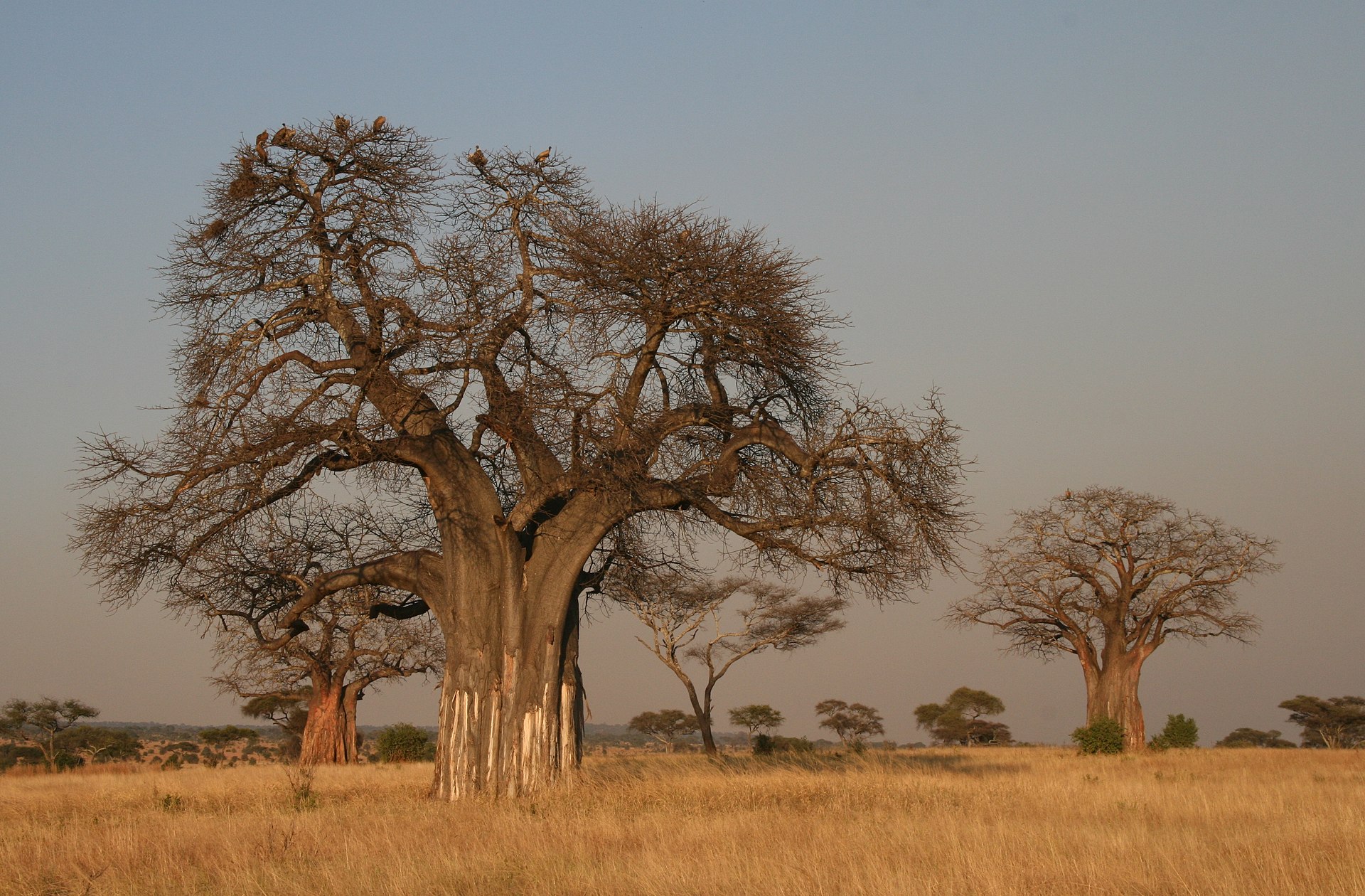 Baobabs en Tanzania. Foto: Yoky