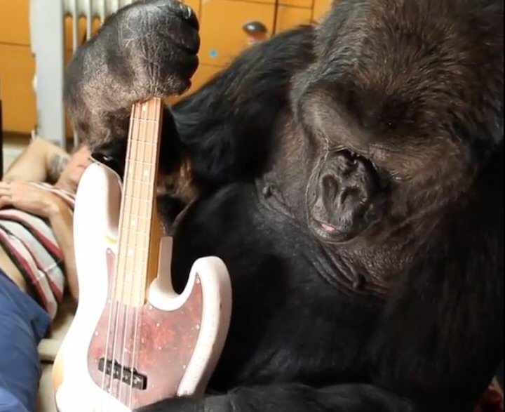 La gorila Koko. Foto: FolsomNatural