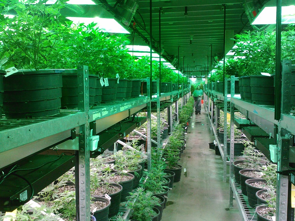 Un hombre cultivando marihuana.