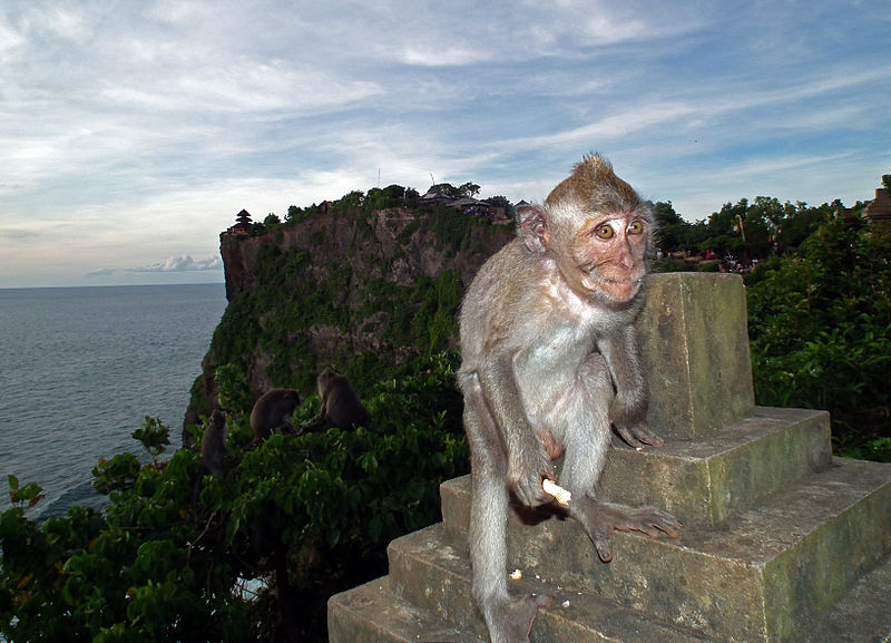 La cultura del robo de los macacos de Bali