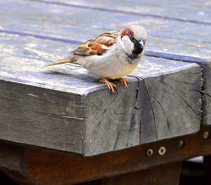 El calor puede hacer a los pollos saltar de sus nidos, y no debemos recogerlos