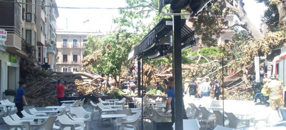 Las ramas del ficus sobre la plaza de Santo Domingo, Murcia, tras su caída