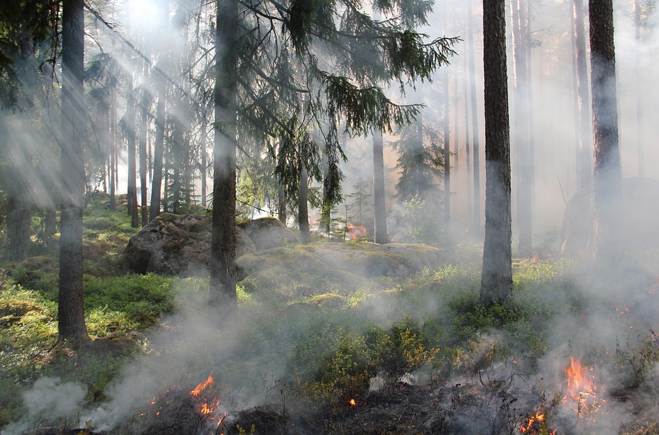 Un incendio incontrolado amenaza Doñana, la mayor reserva ecológica de Europa