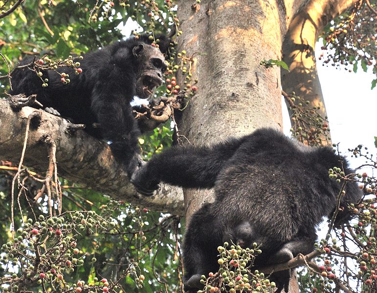 Perderías una pelea con un chimpancé pero ganarías una carrera