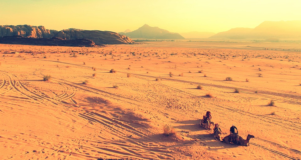 Decenas de miles de camellos y ovejas vagan en el desierto con la crisis de Qatar