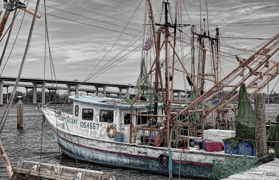 Diez millones de toneladas de pescados muertos se devuelven al mar cada año