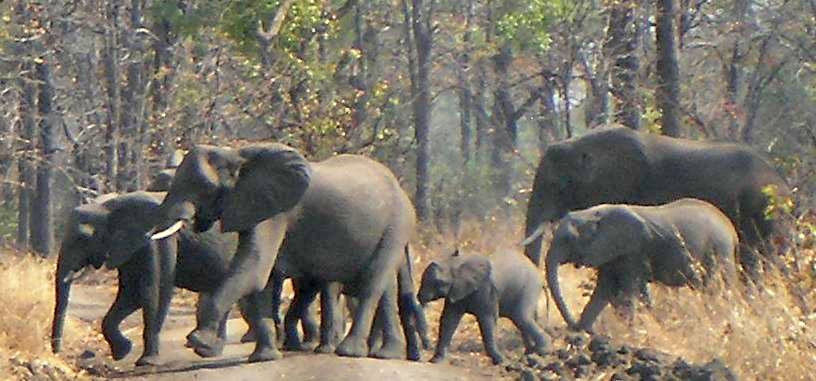 Repoblación de elefantes en África