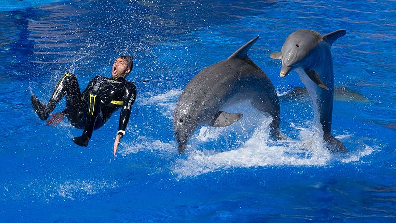 Delfines puestos de LSD