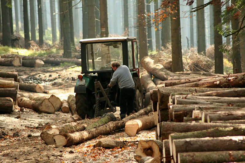 Noruega lidera las políticas de deforestación cero
