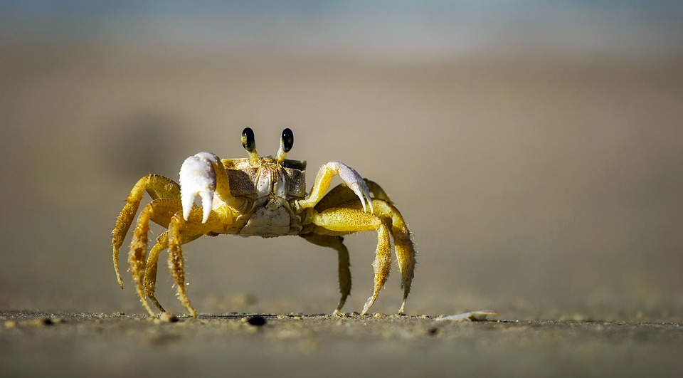 Si vas al mar, puedes ayudar a la ciencia