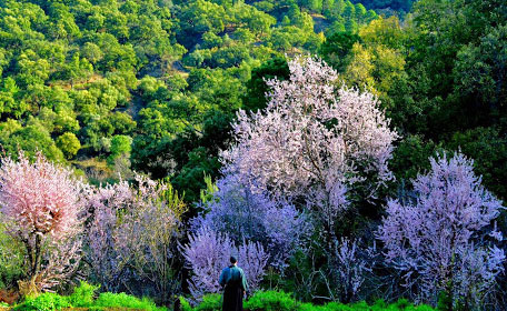 La ciencia avala los baños de bosque japoneses