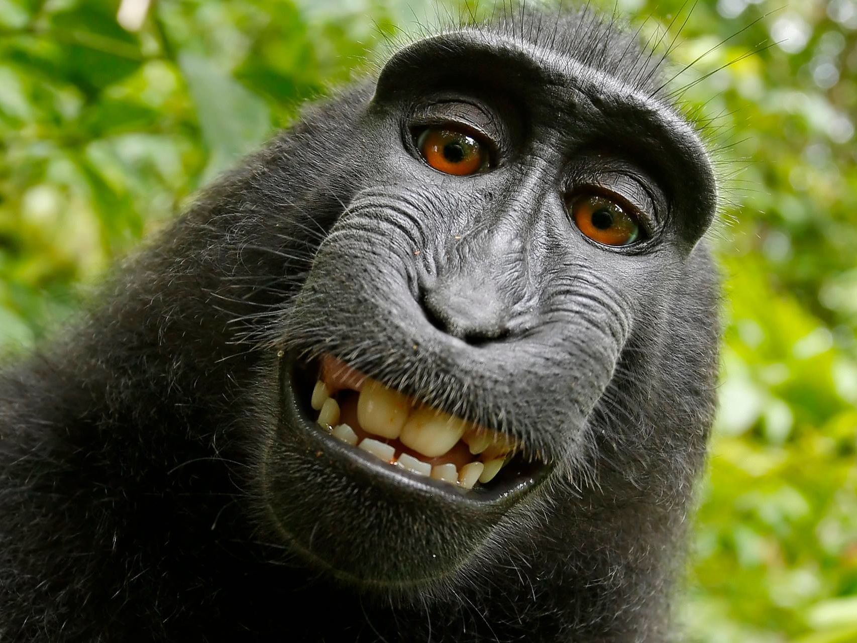Un mono roba una cámara y se hace un selfie