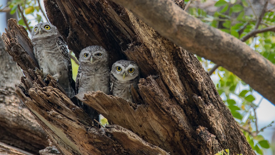 La estabilidad climática multiplica las especies de aves