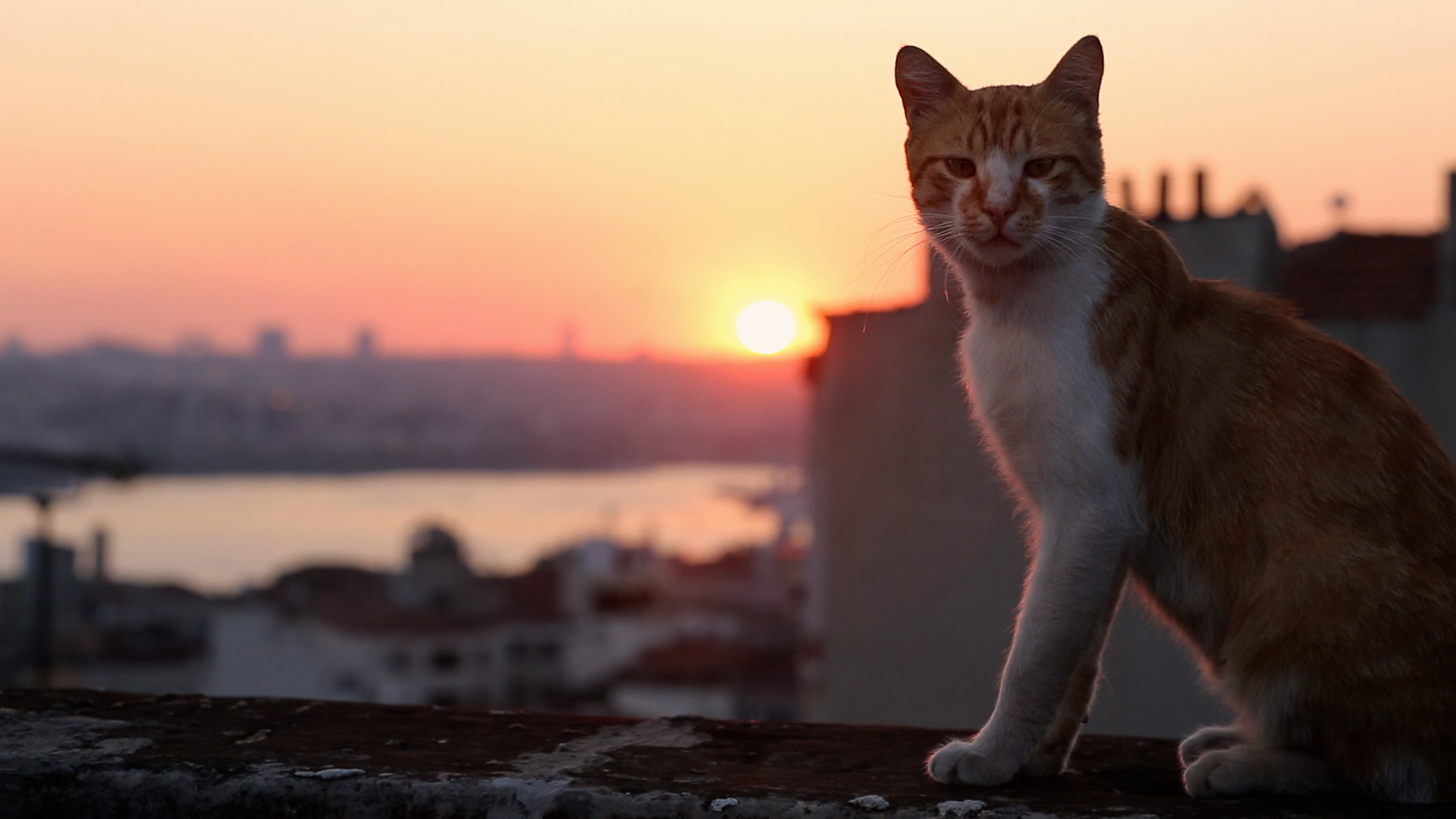 Fotografía de un gato