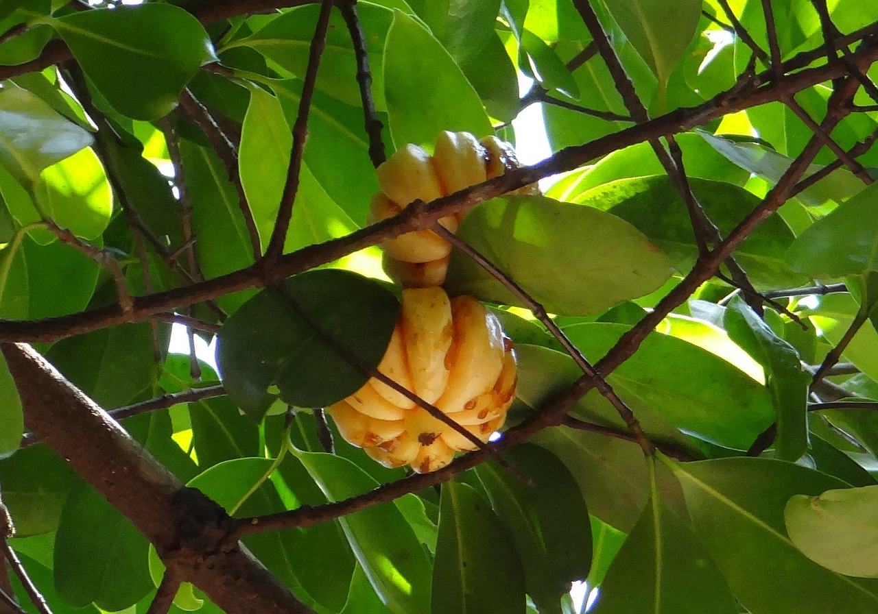 Garcinia Camboya, una fruta desconocida