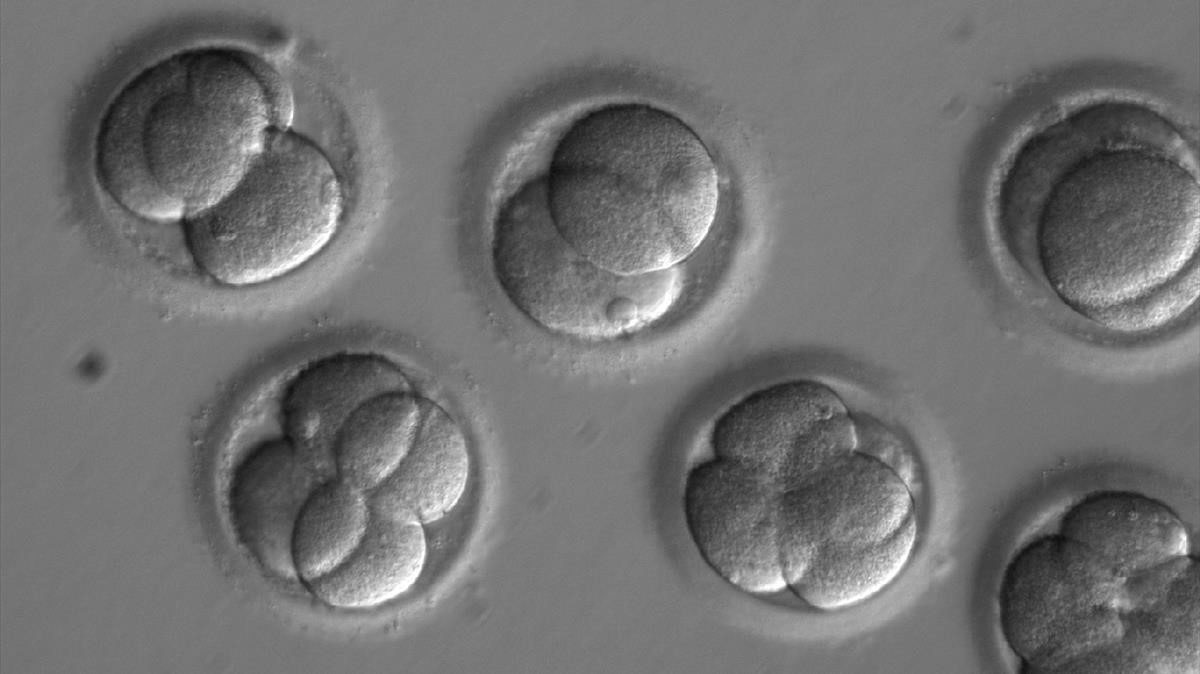 Corrigen en la fase de formación embrionaria un gen que causa miocardiopatía hipertrófica.