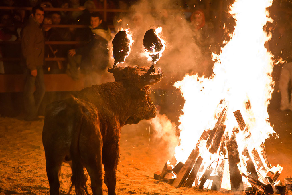 Fiestas del Toro de Júbilo de Medinaceli, España.