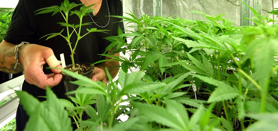 Un hombre cuida una planta de cannabis