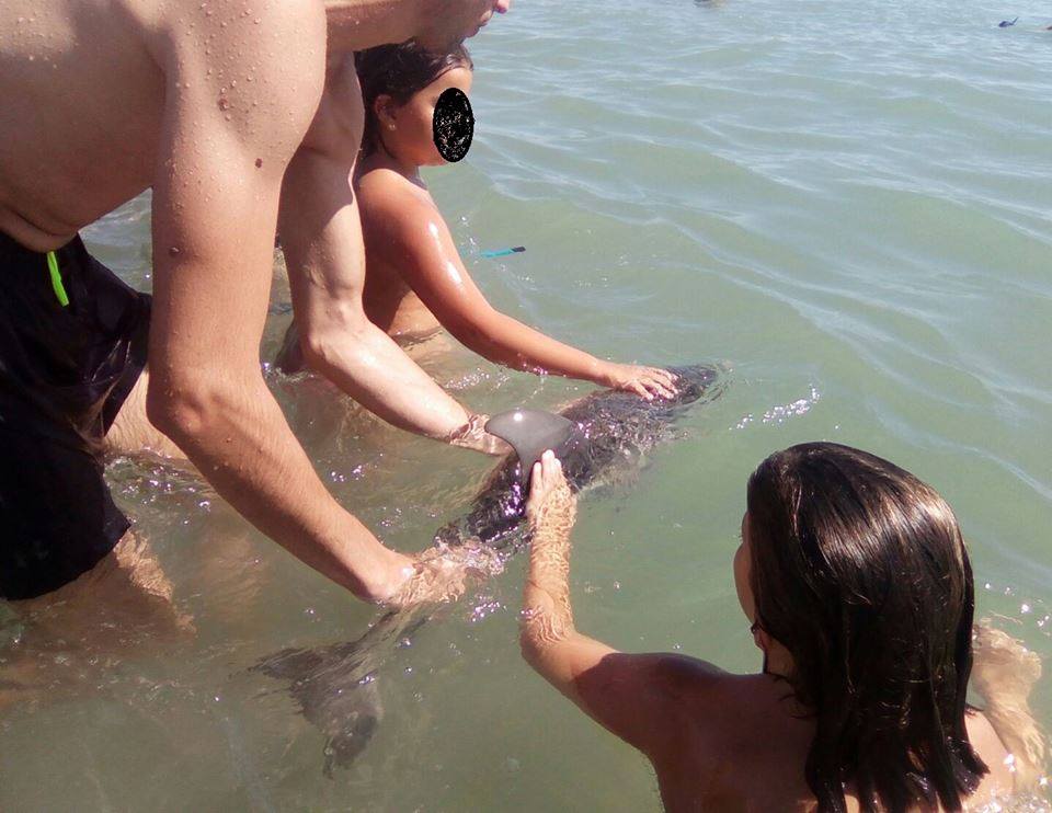 Foto tomada por Equinac con bañistas tocando a un pequeño delfín varado y tapándole sin querer el espiráculo.