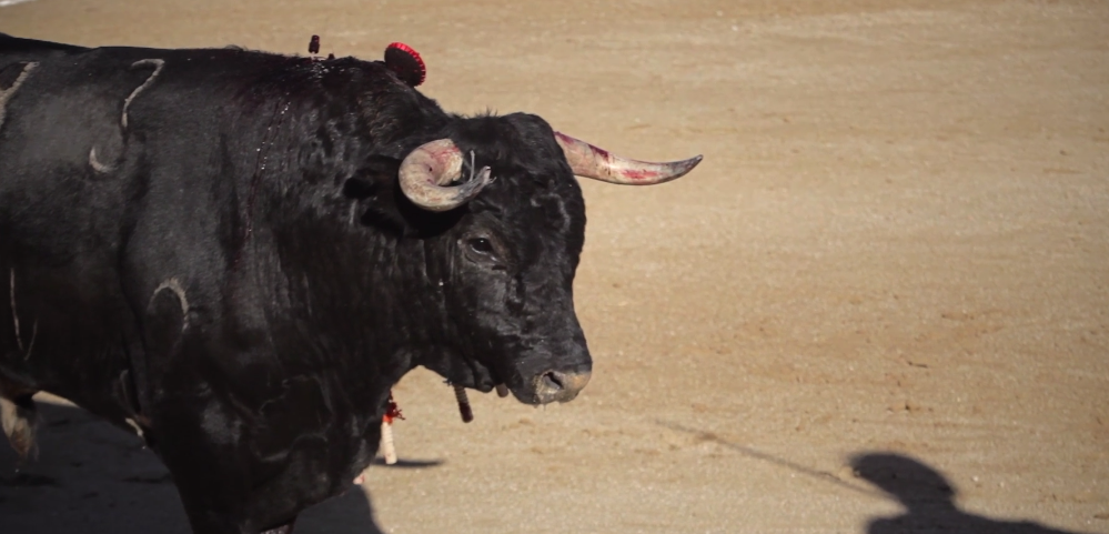 tauromaquia