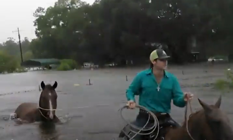 Rescate de un caballo durante el huracán Harvey