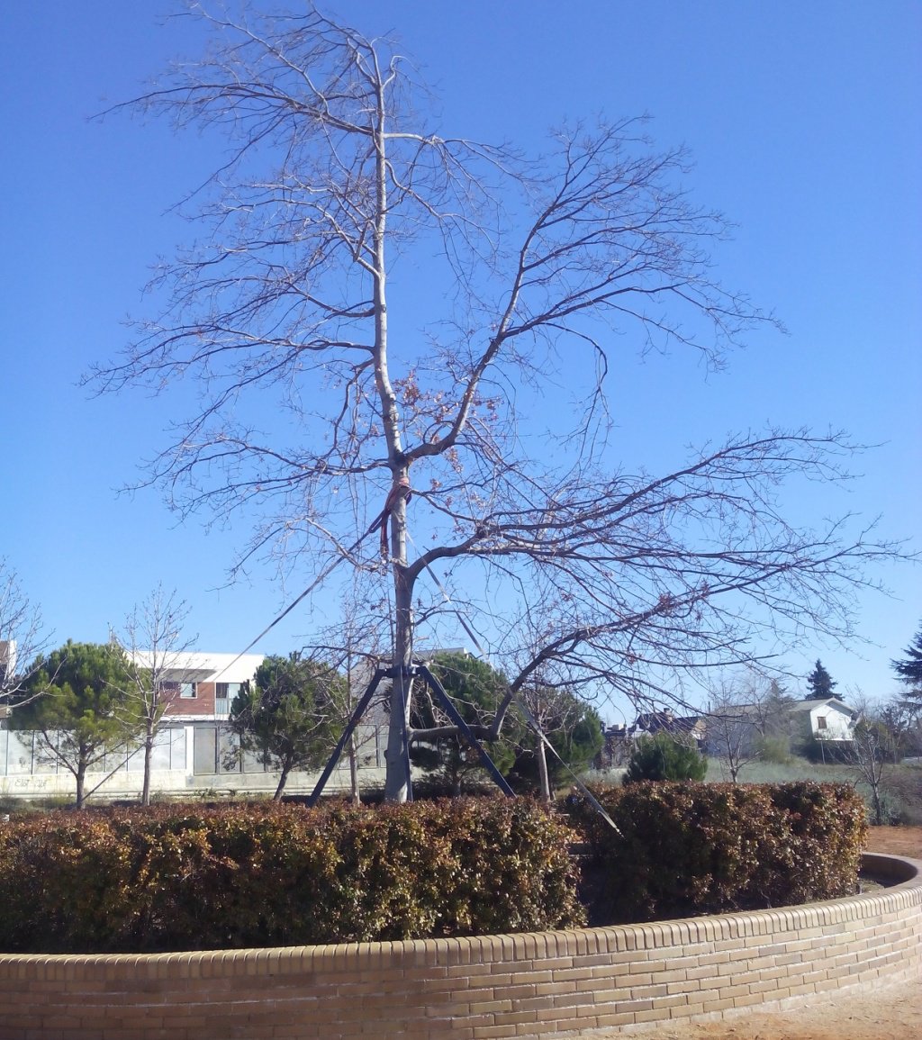 Vista del denominado árbol de la 'Gürtel'.