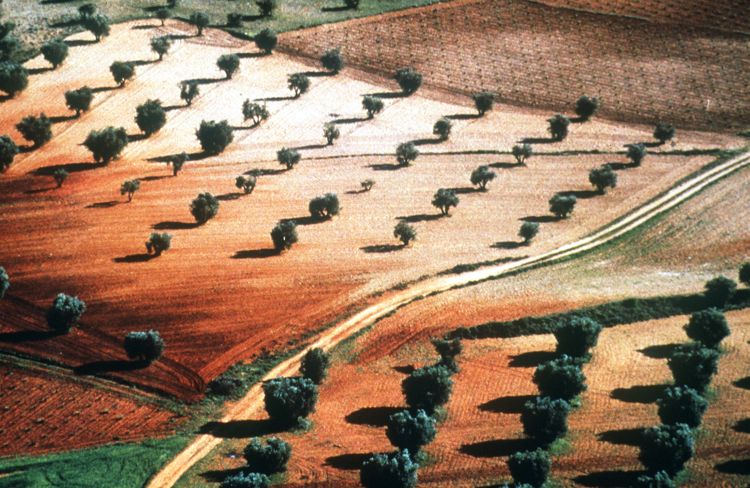 Vista general de un campo de olivos.