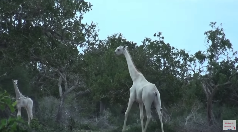 Dos increíbles jirafas blancas