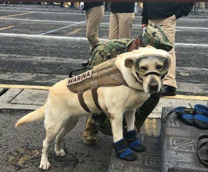 Frida, una labrador retriever que ha rescatado a más de 50 personas en México