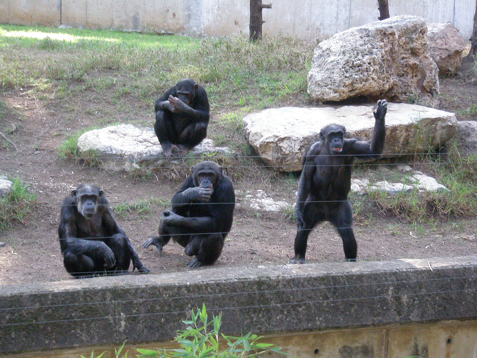 Los chimpancés nos imitan igual que nosotros a ellos