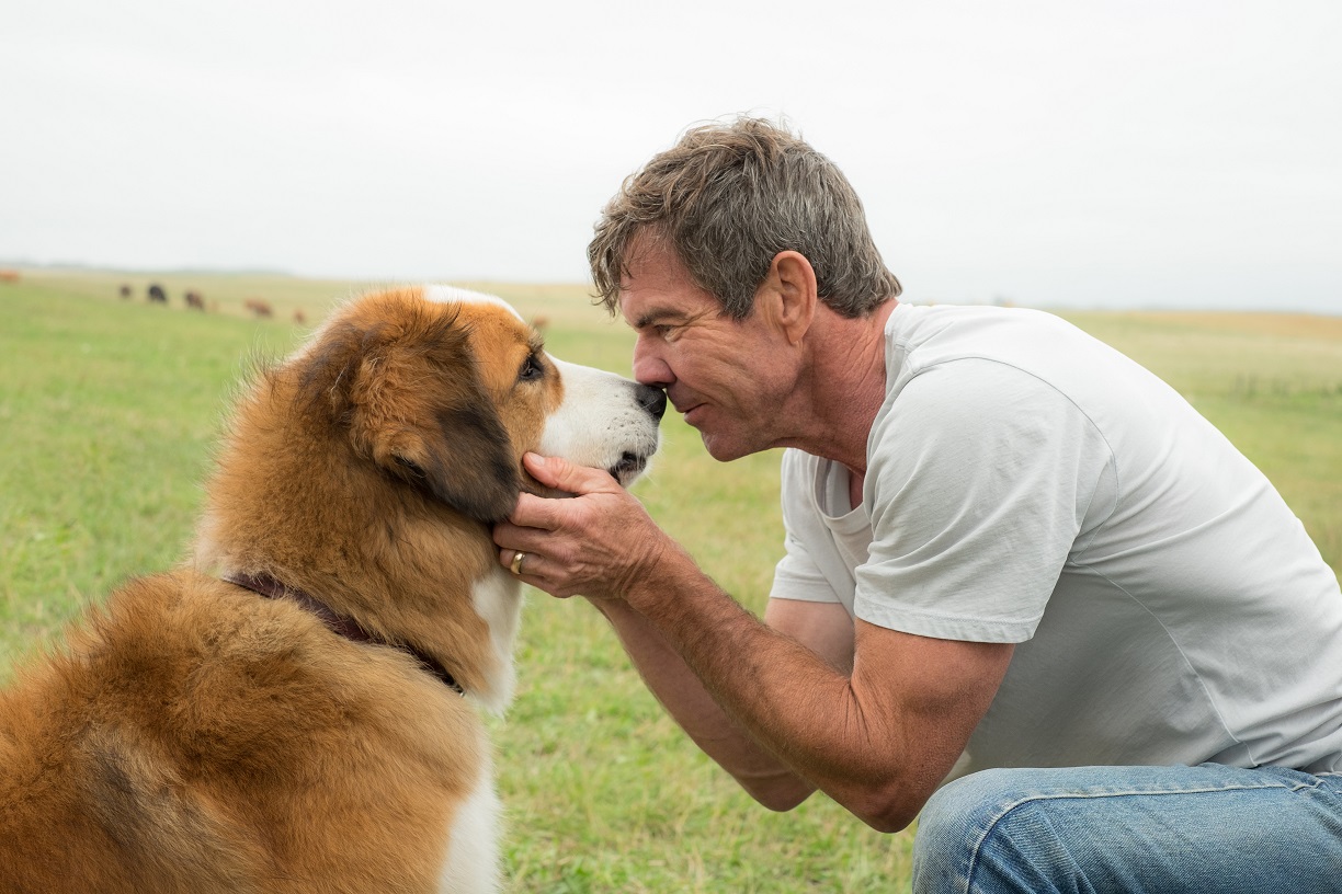 Tu mejor amigo de Lasse Hallstrom