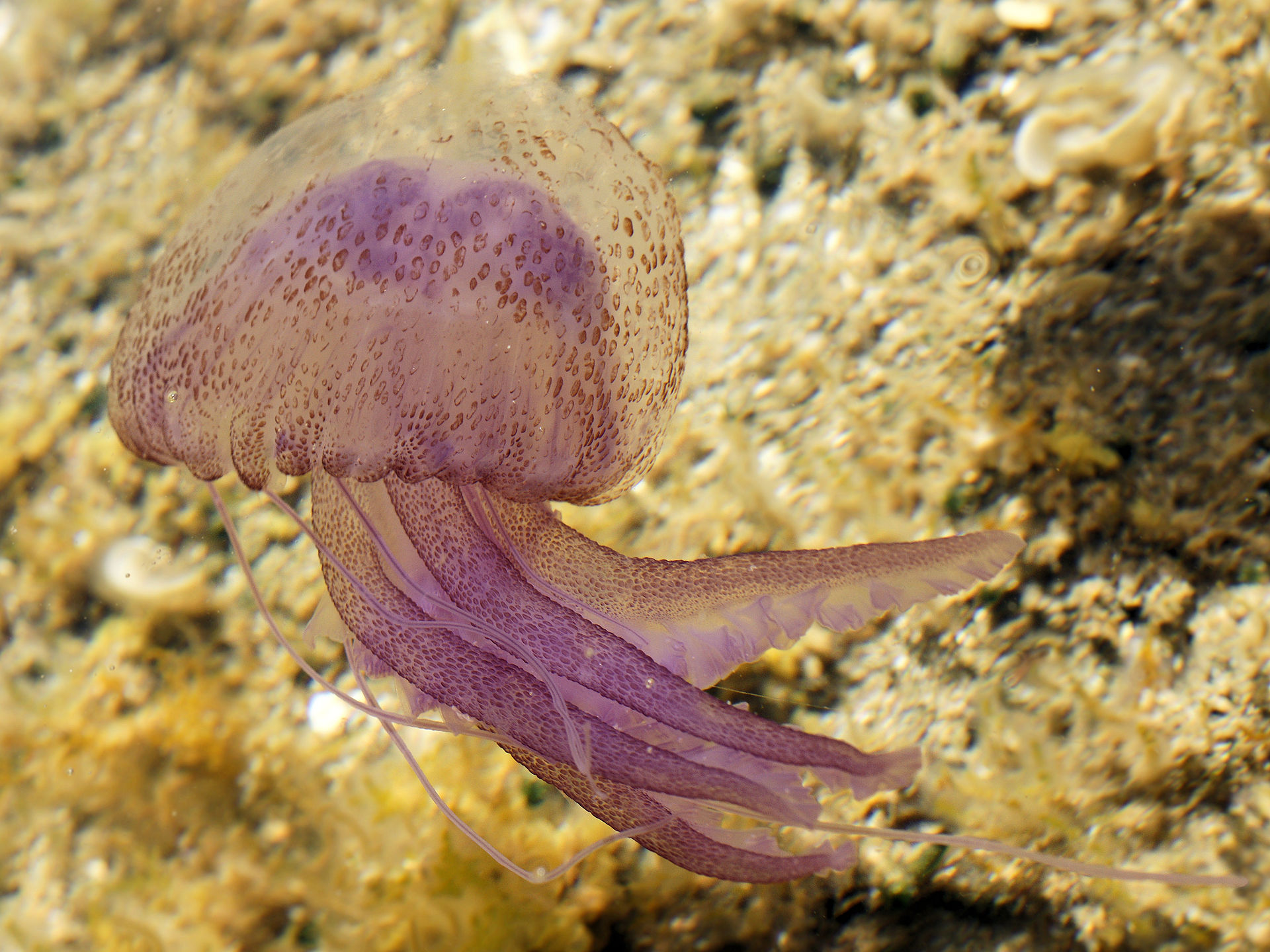 La UE se implica con la conservación de los océanos