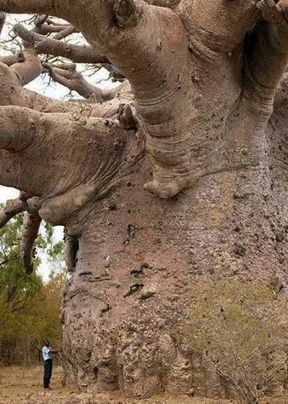 Un árbol de 6.000 años