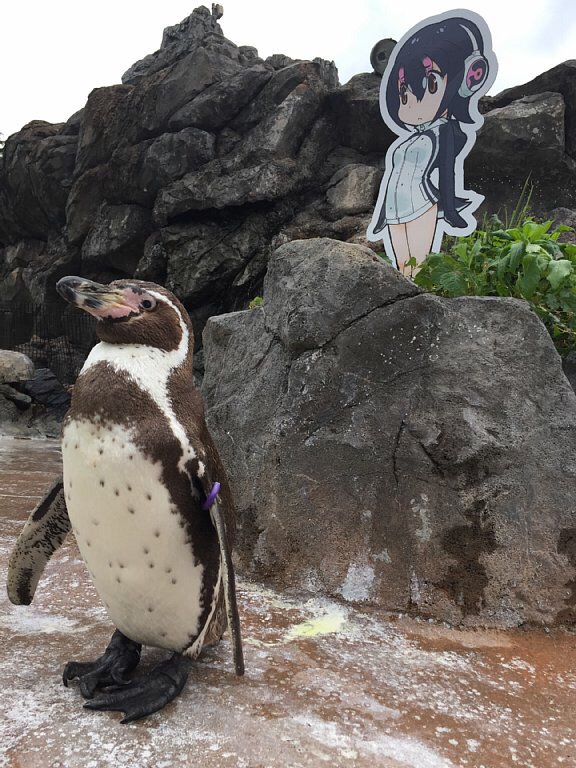 La historia de amor entre un pingüino y una figura manga