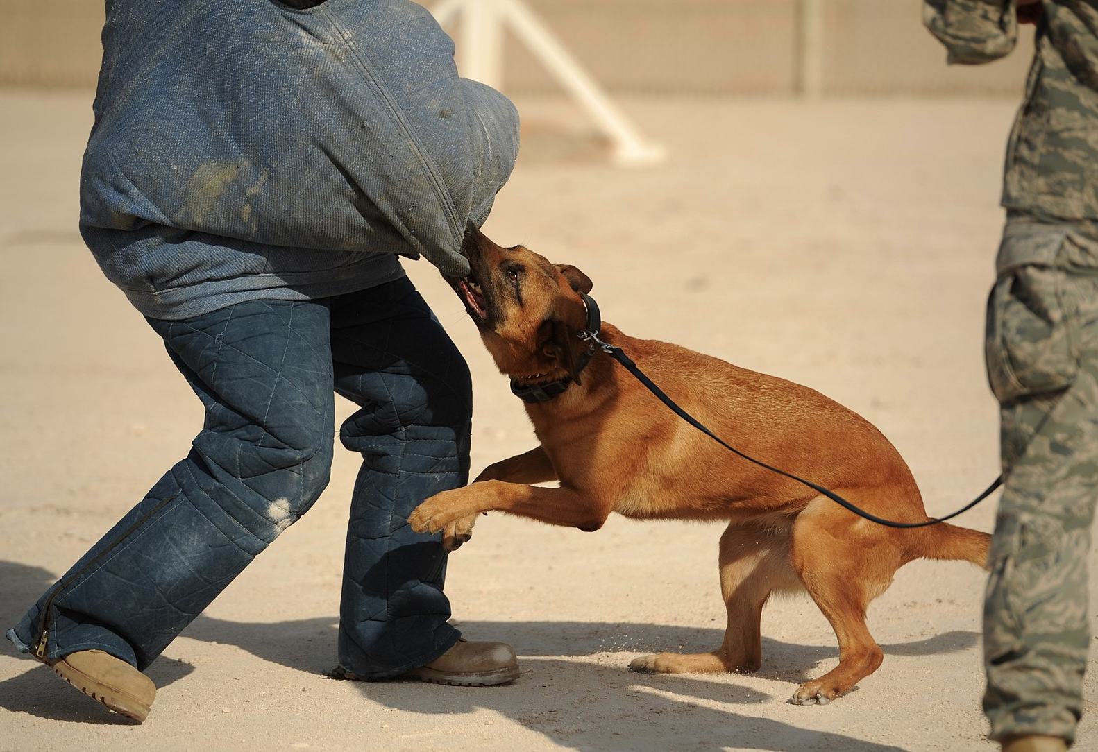 Los perros huelen nuestro miedo