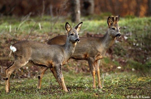 Unió de Pagesos reclama "concreció" per lluitar contra la fauna salvatge