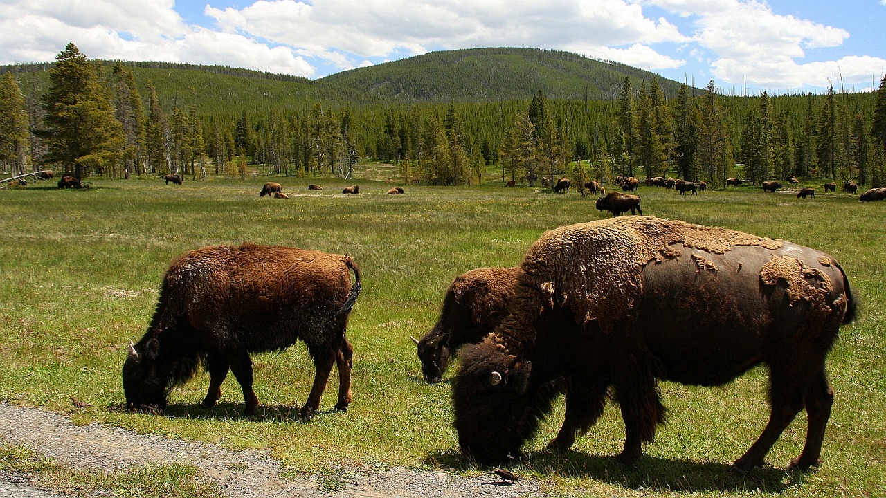 Tres bisonetes americanos pastando.