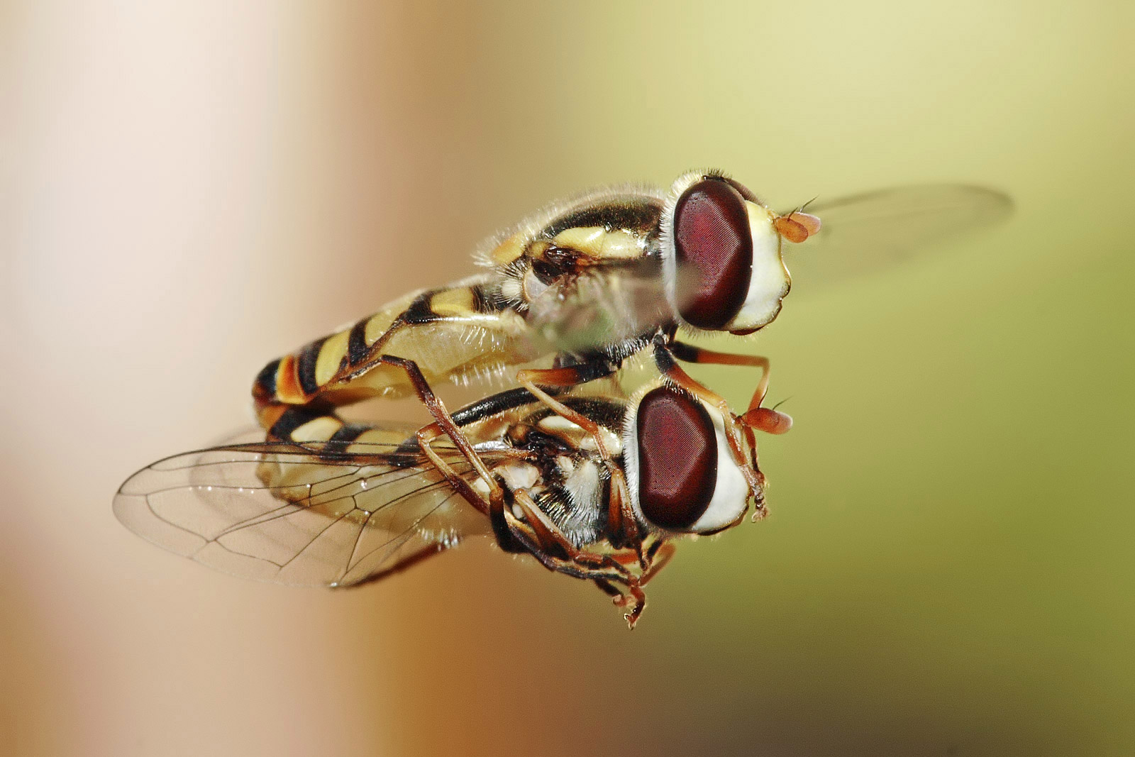 Tres de cada cuatro insectos voladores han desaparecido
