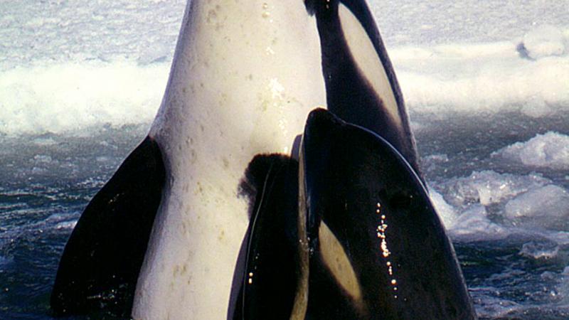 La cultura de las orcas está impresa en su ADN