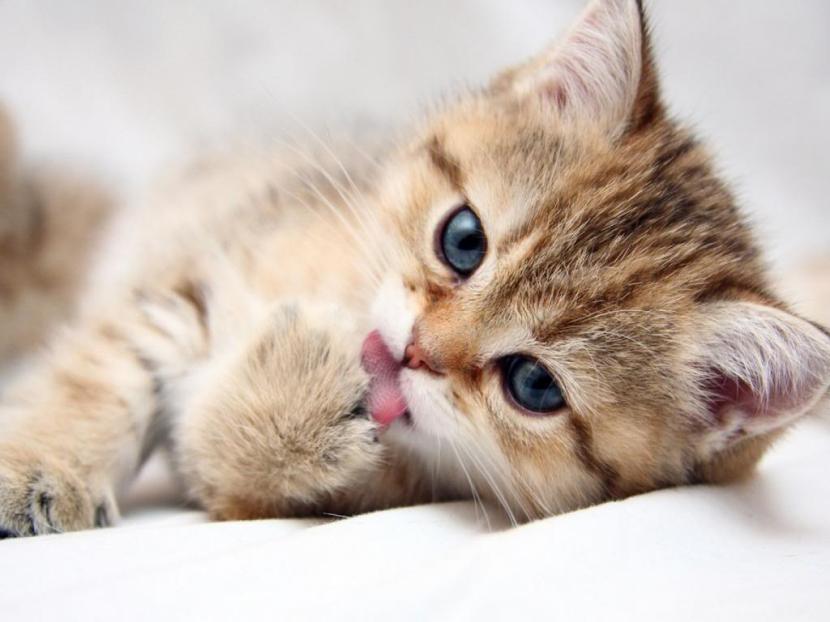 Imagen de un gatito