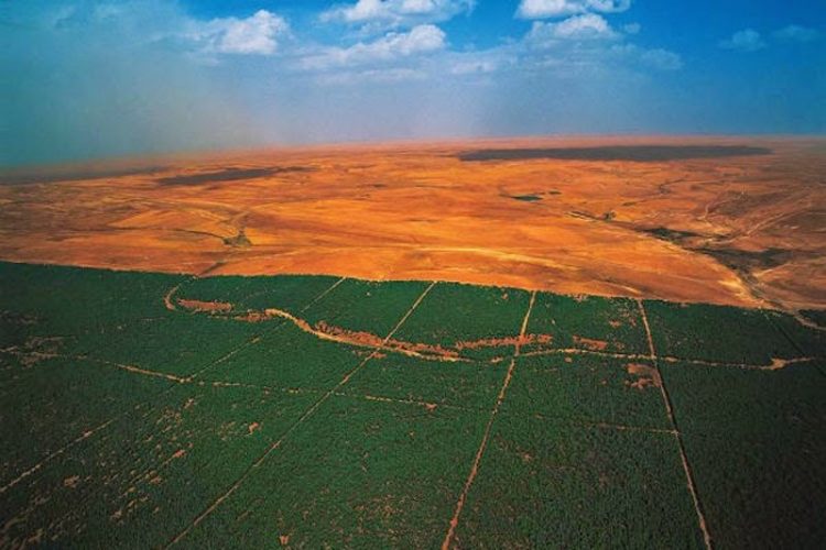 La Gran Muralla Verde de África que frena la desertificación